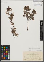 Foto von Salix waldsteiniana Willd.